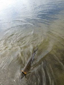 Photos from Fishing Adventure’s post