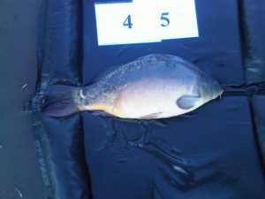 Van 12 pond in 2012 naar 23 in 2015