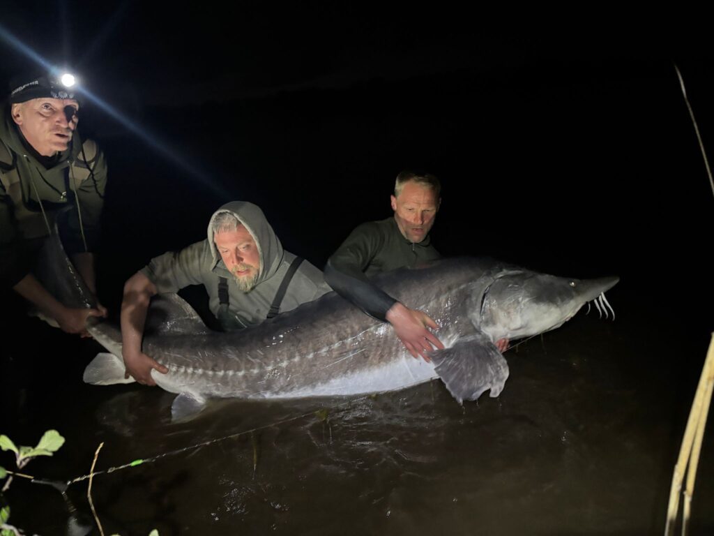 Nieuw Meerrecord Steur van 2.52M bij Fishing Adventure!