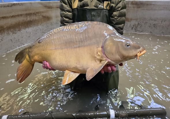 Hongaarse Karpers uitgezet