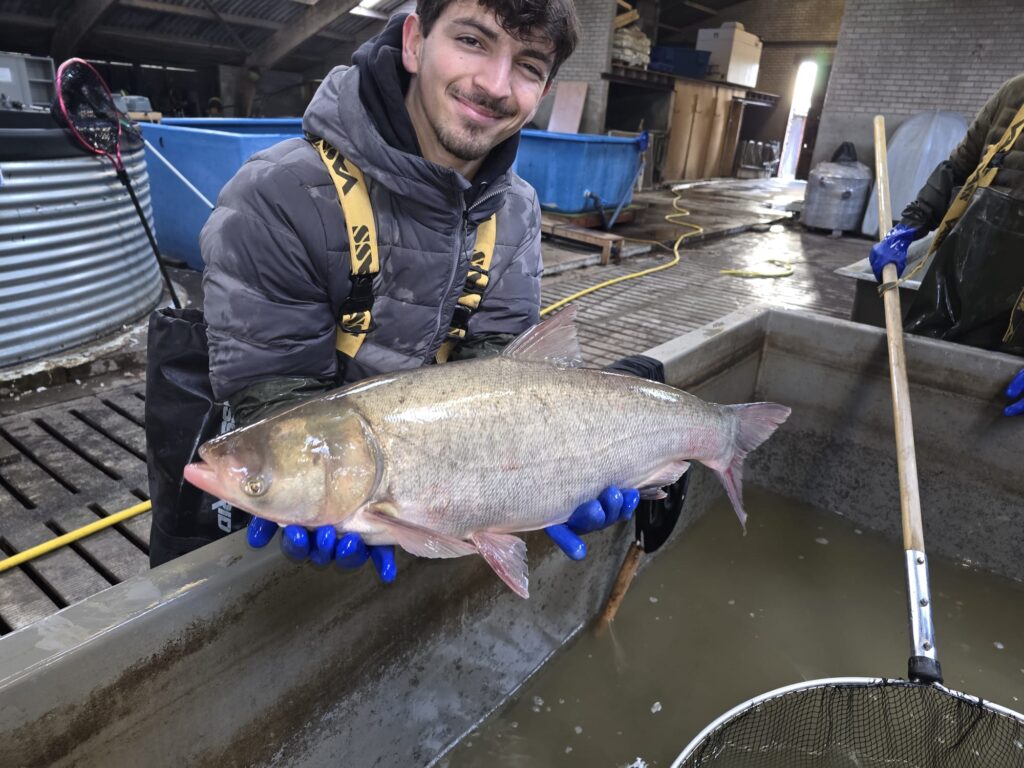 Nieuwe Hongaarse Karpers uitgezet op de Lagoon - Zilverkarper