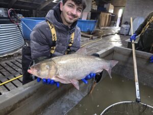Nieuwe Hongaarse Karpers uitgezet op de Lagoon - Zilverkarper